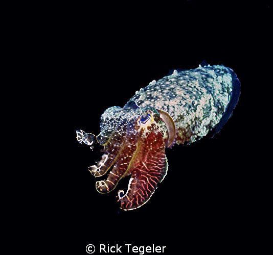 Night cuttle.  Enjoy! by Rick Tegeler 