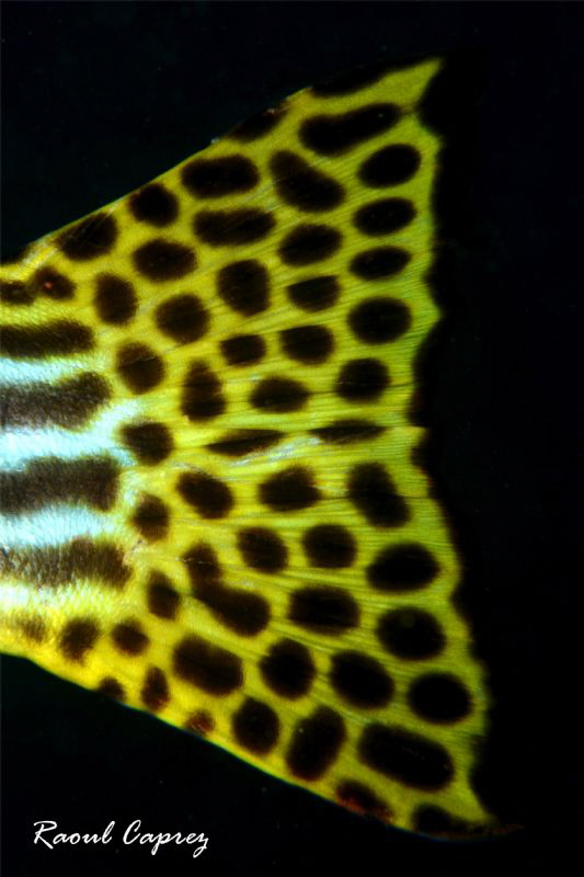 For once ... a tail :-) by Raoul Caprez 