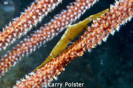 One of many small critters in Raja Ampat by Larry Polster 