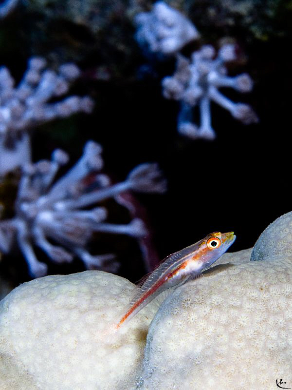 ".....sitting under the christmas tree, waiting for Santa... by Rico Besserdich 