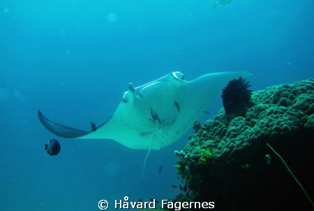 Manta ray by Håvard Fagernes 