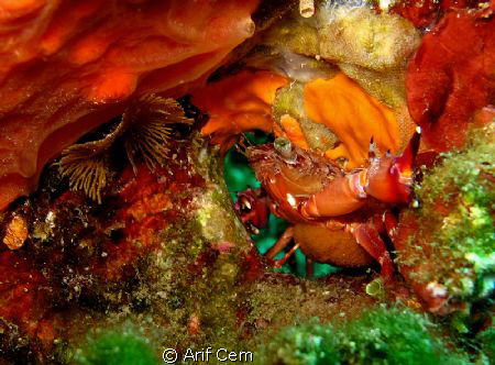 this photo was shot using the underwater mode of canon g1... by Arif Cem 