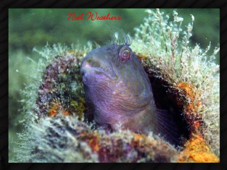 Got this little guy off the WW II Sub U-352 in Morehead C... by Noel Weathers 