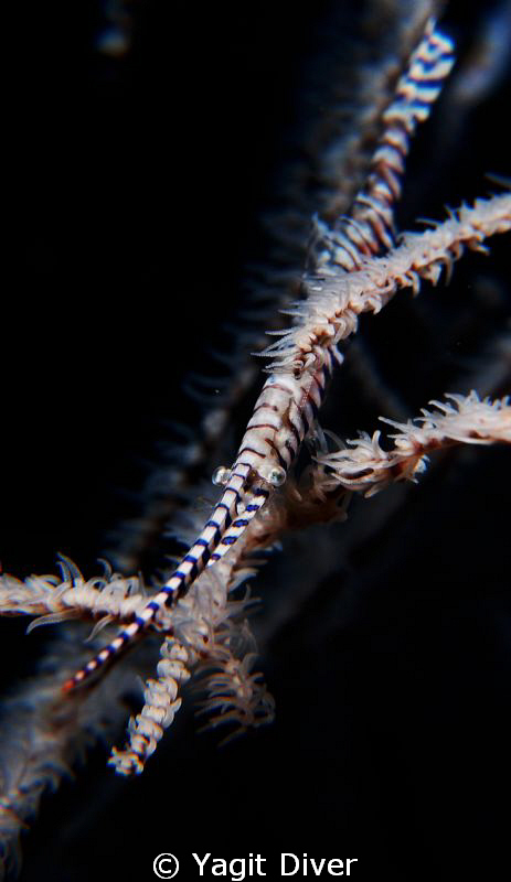 sawblade shrimp @ secret bay anilao by Yagit Diver 