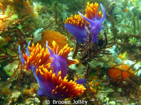 Spanish Dancers...they were mating and then one crawled o... by Brooke Jolley 