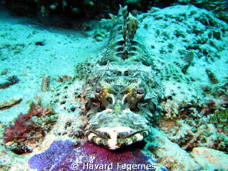 crocodile fish by Håvard Fagernes 