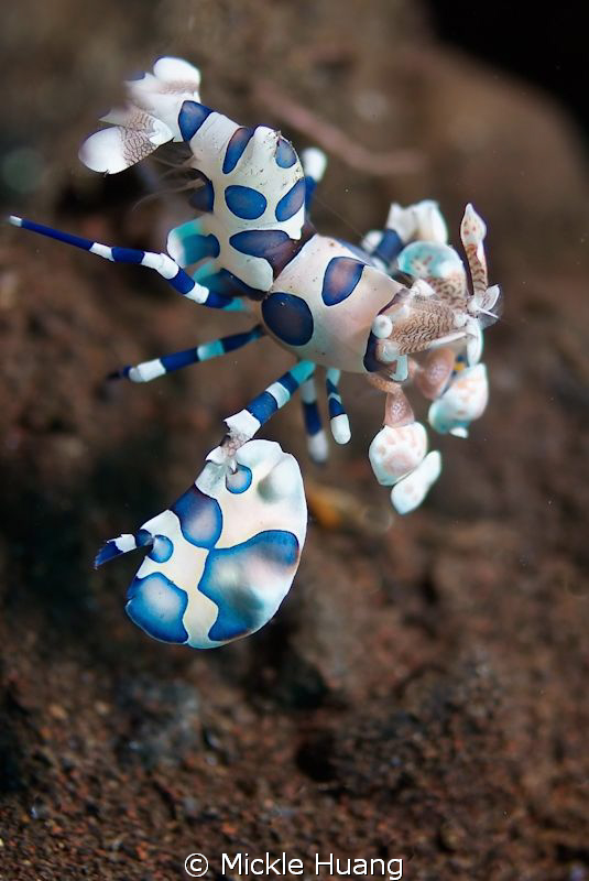 KILL
Harlequin Shrimp
Seraya Bali by Mickle Huang 
