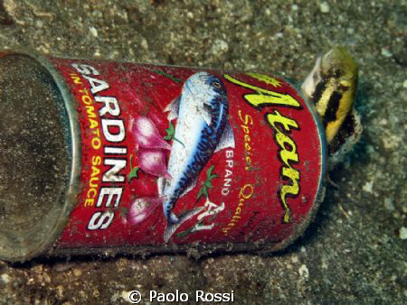 Petroscirtes breviceps - Shorthead fangblenny
A small bl... by Paolo Rossi 