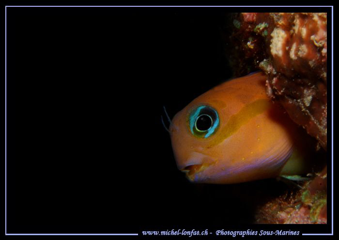 Little Blennie... by Michel Lonfat 