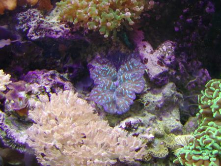 clams one ofd my salt tanks by Dominic West 