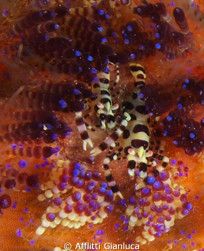 periclimenes imperator by Afflitti Gianluca 