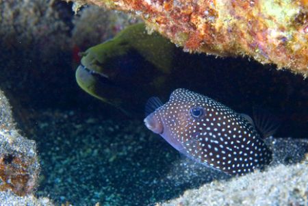 Box Puffer sharing a hole with a moray. Kona, HI by Andy Lerner 