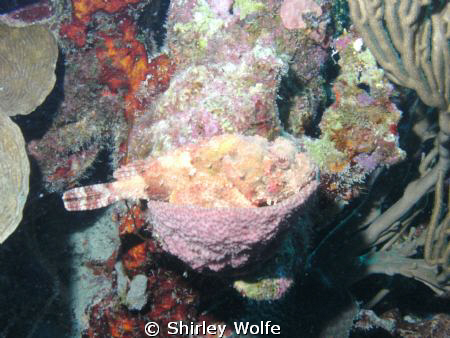 TOOK THIS WITH SEALIFE CAMERA IN BONAIRE.  SCORPIONFISH, ... by Shirley Wolfe 