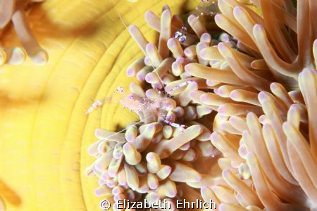 Anemone Shrimp by Elizabeth Ehrlich 