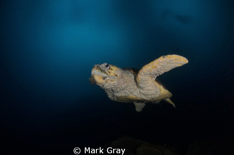Crusty the Loggerhead by Mark Gray 