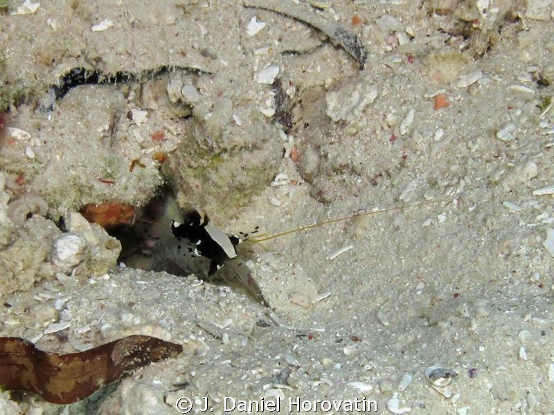Can anyone help me identify the little black and white fi... by J. Daniel Horovatin 
