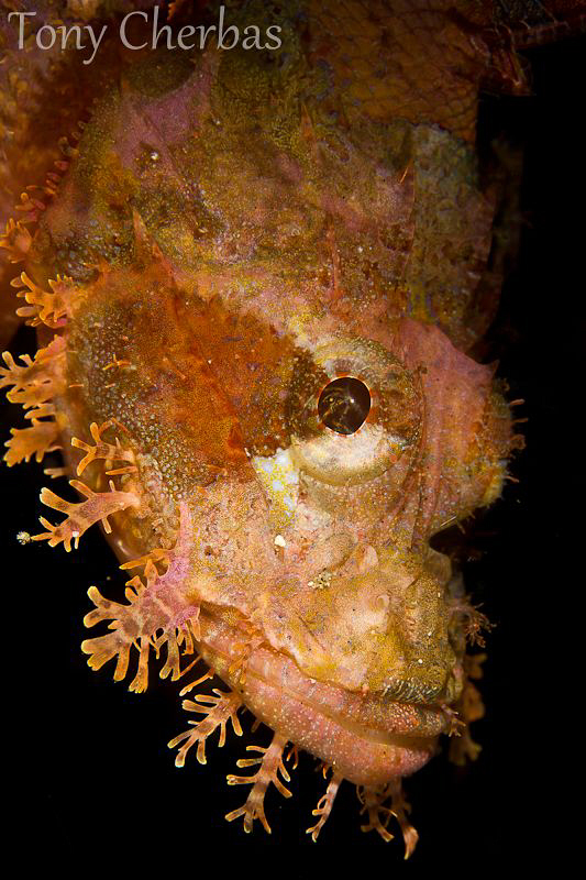 Pink+Orange Scorpion by Tony Cherbas 
