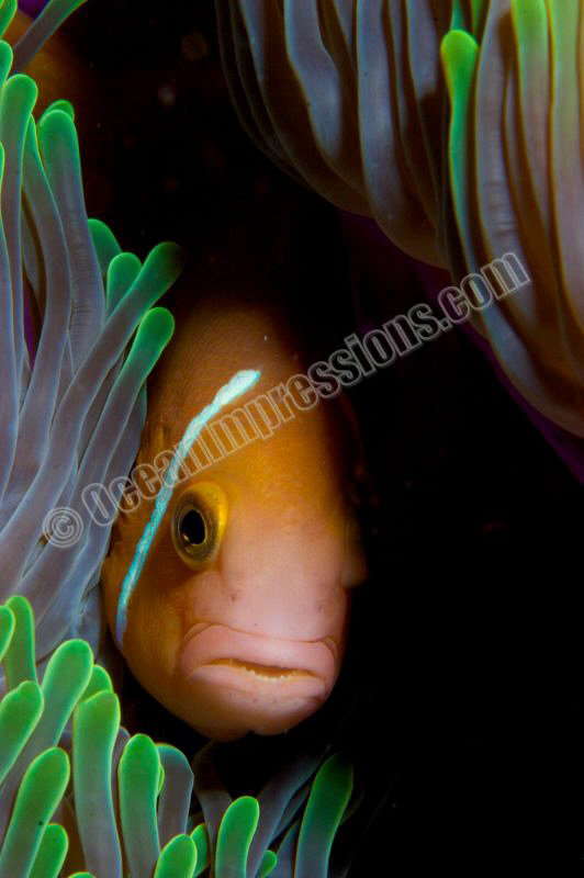 Peek-a-Booh by Barbara Schilling 