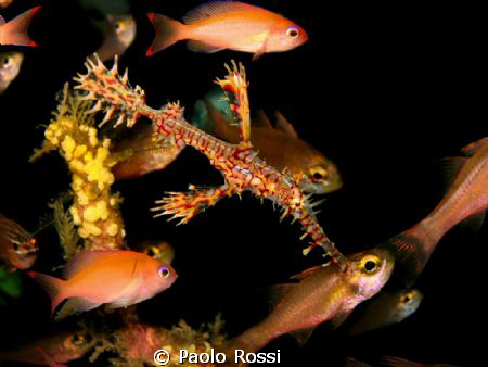 Solenostomus paradoxus - Ornate ghost pipefish
 by Paolo Rossi 