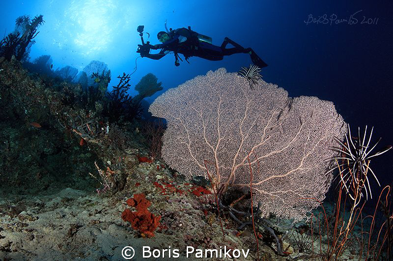 Cartoon diver over sea fans in Kuda Rah Thila - South Ari... by Boris Pamikov 