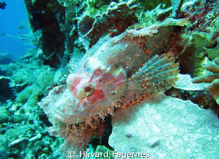 scorpion fish by Håvard Fagernes 