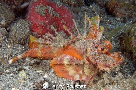 Spiny Devilfish, Ambon Bay by Larry Polster 