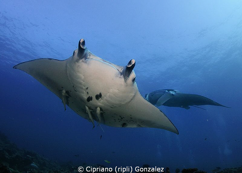 Mantas at cleaning station by Cipriano (ripli) Gonzalez 