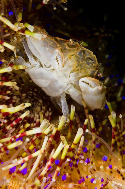 Crab: Secret Bay, Anilao by Tony Cherbas 