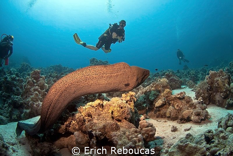Monster moray by Erich Reboucas 