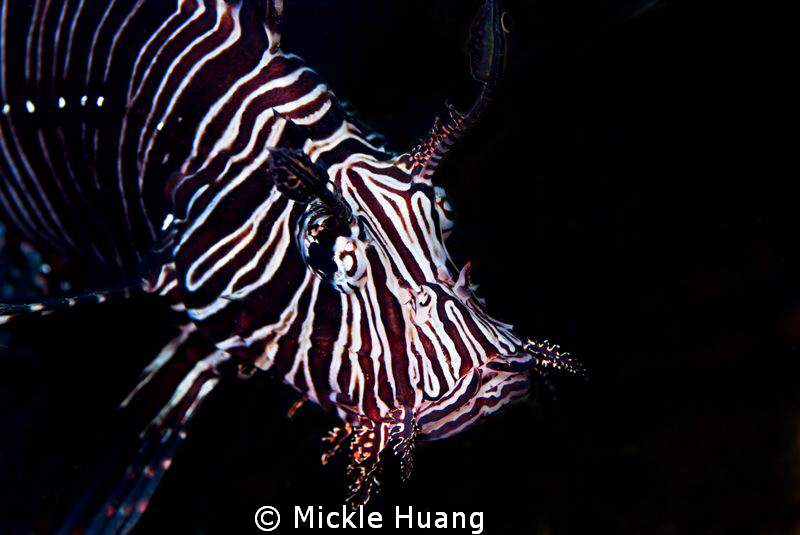 FACE
Lionfish
Seraya Bali by Mickle Huang 