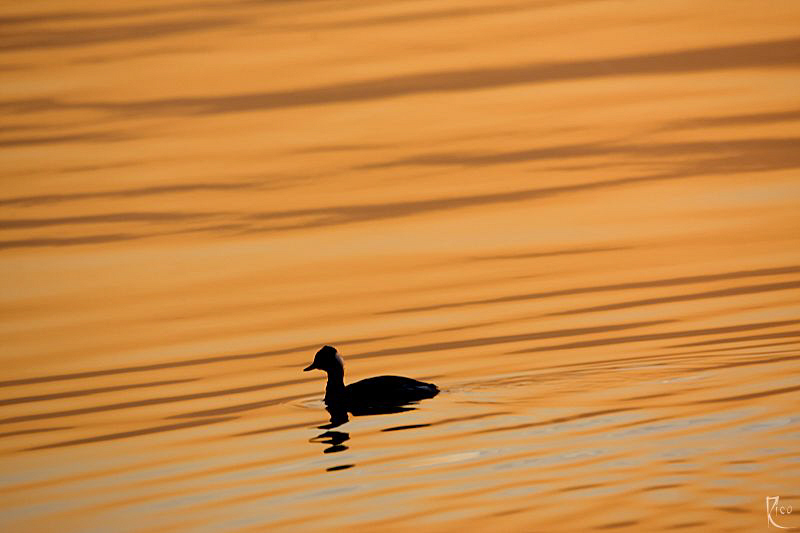 "Harmony"

I've just liked the colour and the lines :-) by Rico Besserdich 