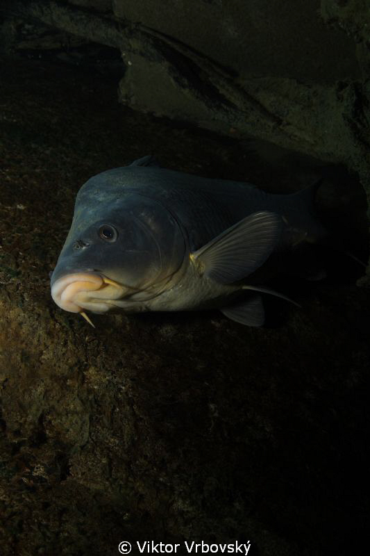 Carp by Viktor Vrbovský 