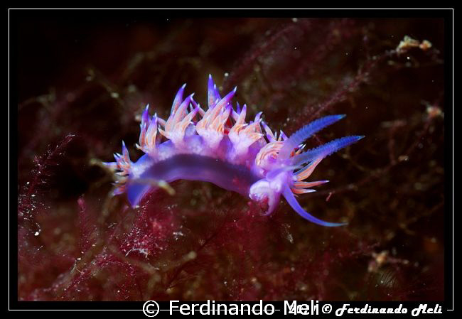Flabellina affinis. by Ferdinando Meli 