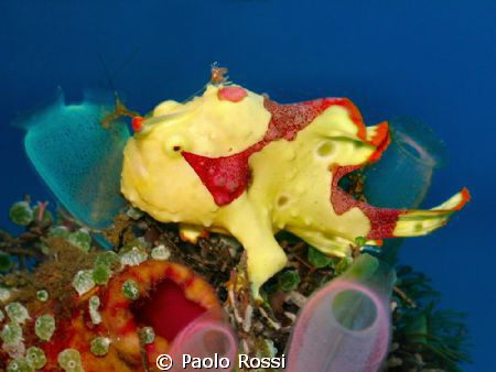 Antennarius maculatus - Clown frog fish
Nice environment... by Paolo Rossi 