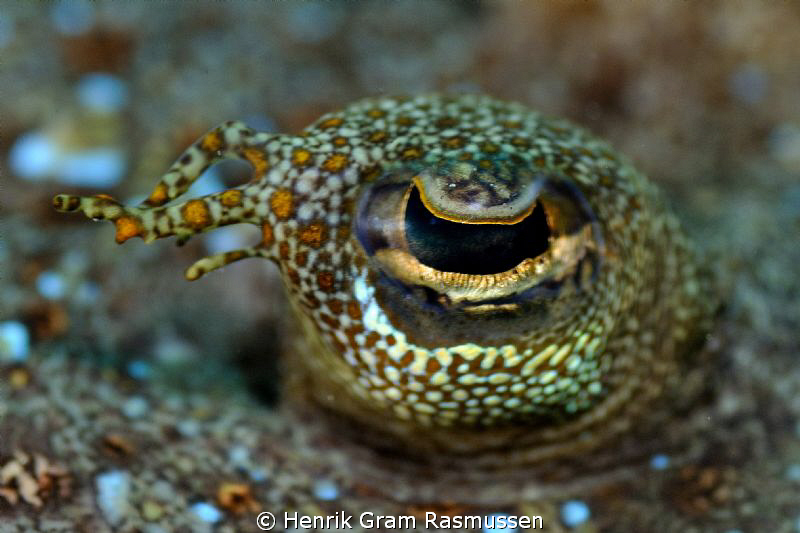 Eye of the flounder :) by Henrik Gram Rasmussen 