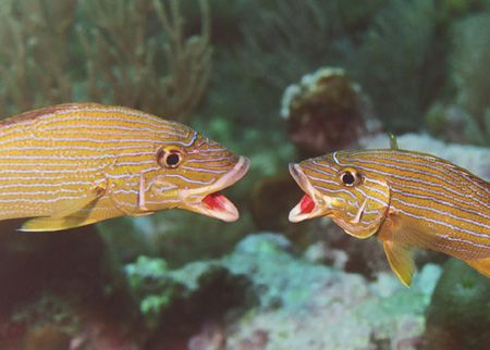 Bluestriped Grunts fighting. by Jacques Miller 