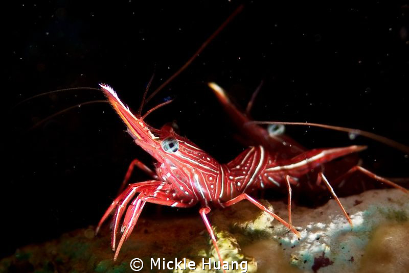 HURRYING IN A STARRY NIGHT
Durban hinge-beak Prawn
Sera... by Mickle Huang 