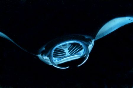 Kona night dive with the mantas. by Andy Lerner 