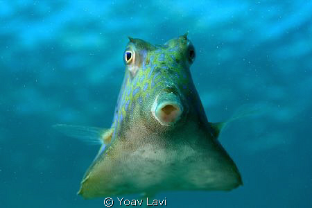 Curious box fish by Yoav Lavi 