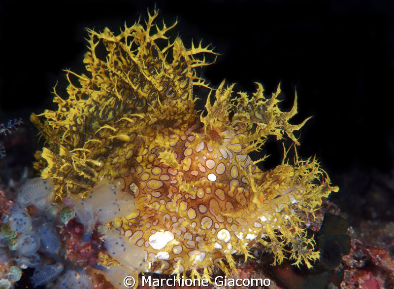 MR. Rhinopia
Nikon D200, 60 micro,twin strobo
Komodo Is... by Marchione Giacomo 