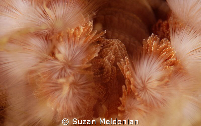 ..the children were nestled all snug in their beds, while... by Suzan Meldonian 