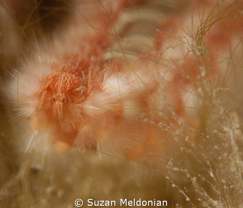 Muck Surfing by Suzan Meldonian 