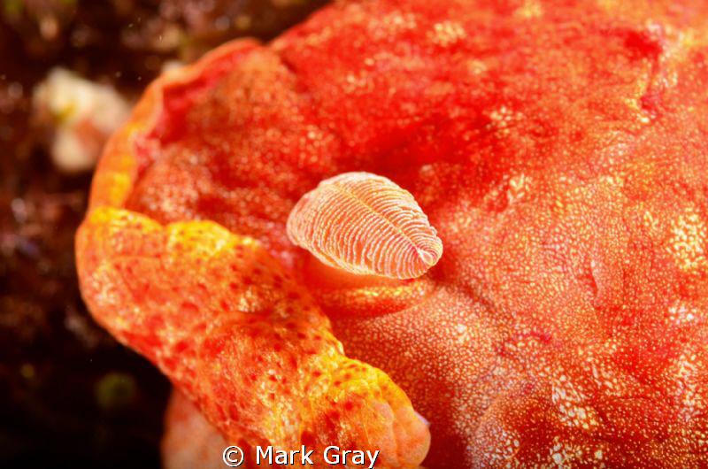 Spanish Dancer Rhinophore by Mark Gray 