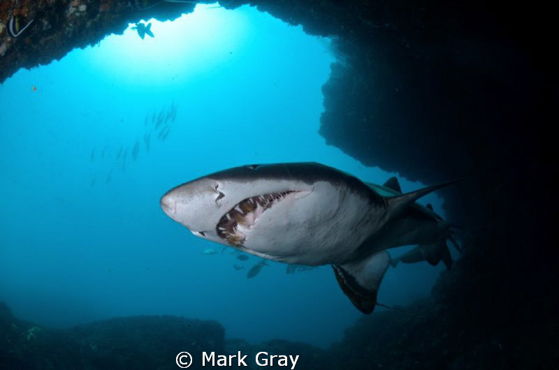 Grey Nurse at "The Cod hole" , Julian Rocks, Byron Bay by Mark Gray 