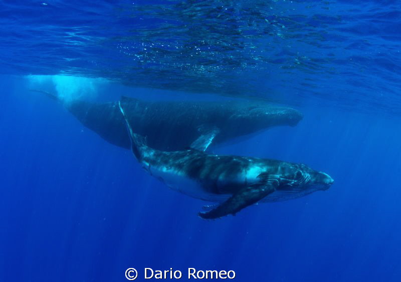Whale Humpback is swimming with her baby
Nikon D90, 10,5... by Dario Romeo 