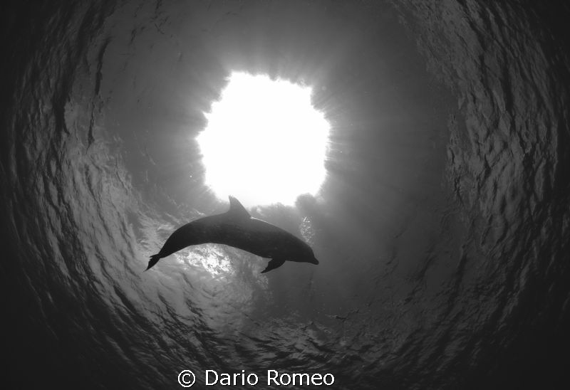 "Dolphin in paradise "
Dolphin Tursiops, is swimming to ... by Dario Romeo 