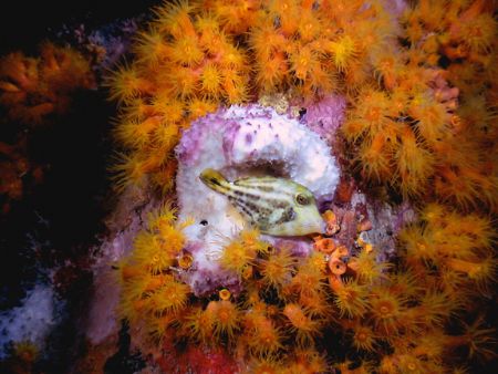 Bonaire city pier by Mike Bisnett 