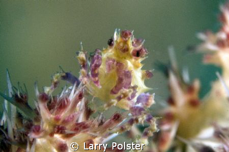 Coral crab with attitude ! by Larry Polster 