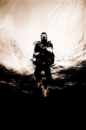 "The warm suns rays on my photo-dive guides back chases t... by Gavin Skipp 