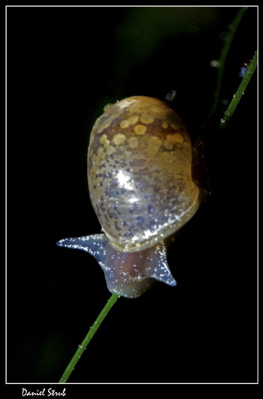Snail :-D by Daniel Strub 